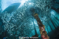 A large school of fish under the jetty of Arborek Island ... by Martin Hristov 